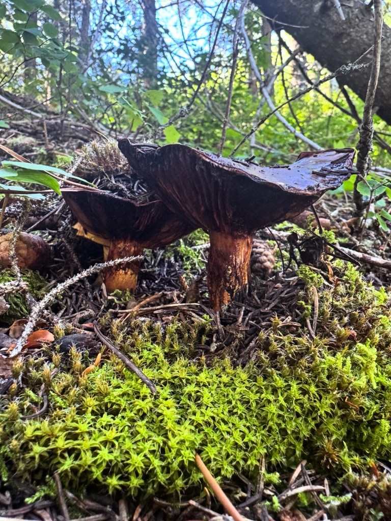 brown, decaying mushrooms on the forest floor of Elkwater, Alberta