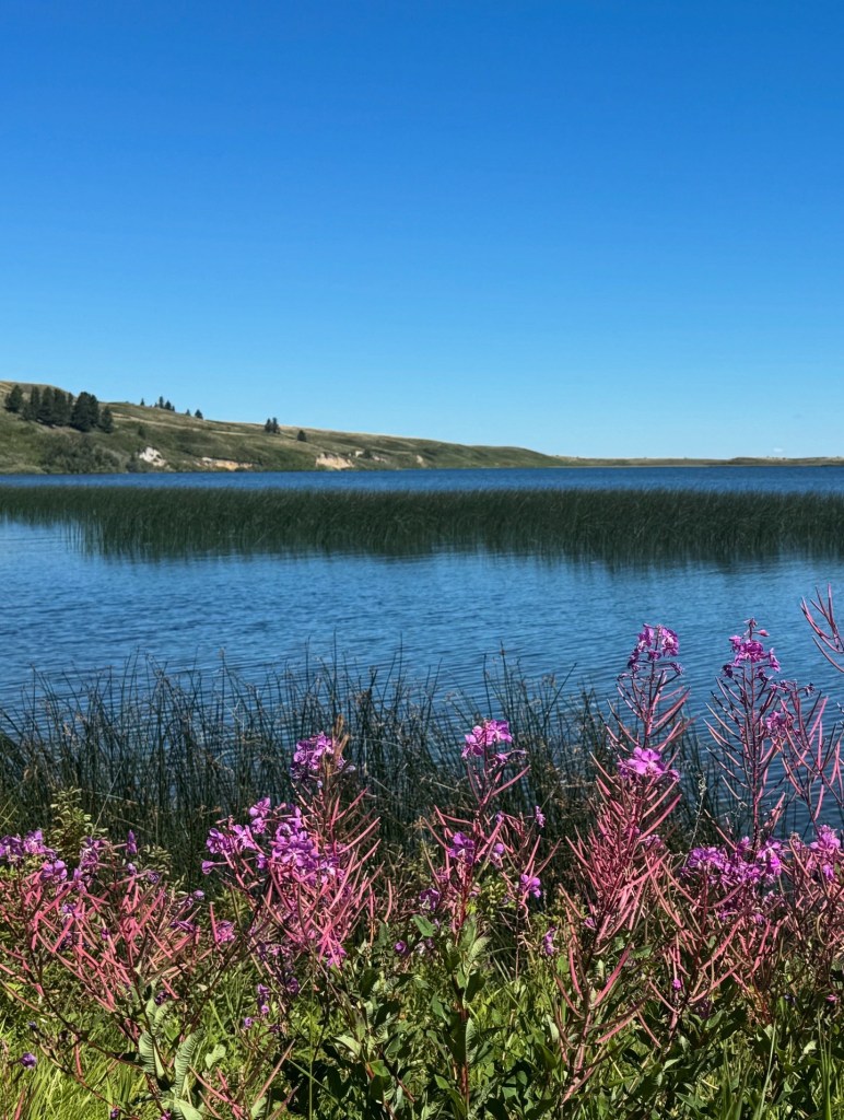 magenta flowers wave in the foreground of an aesthetic blue prairie lake, with tall grass sprouting through the water