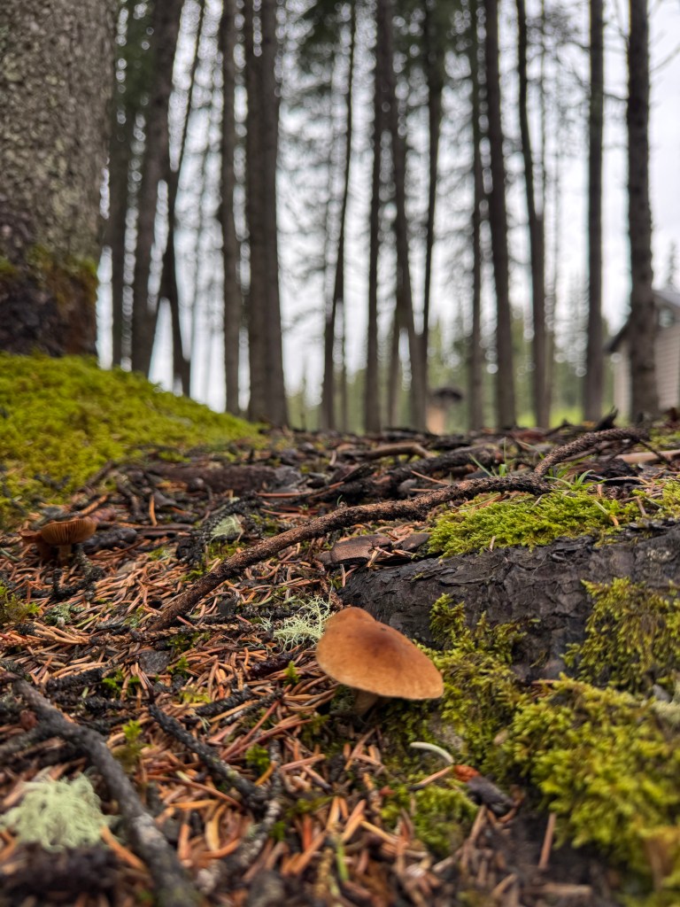 a lone brown mushroom pokes through the forest floor with fully grown pine trees towering overhead
