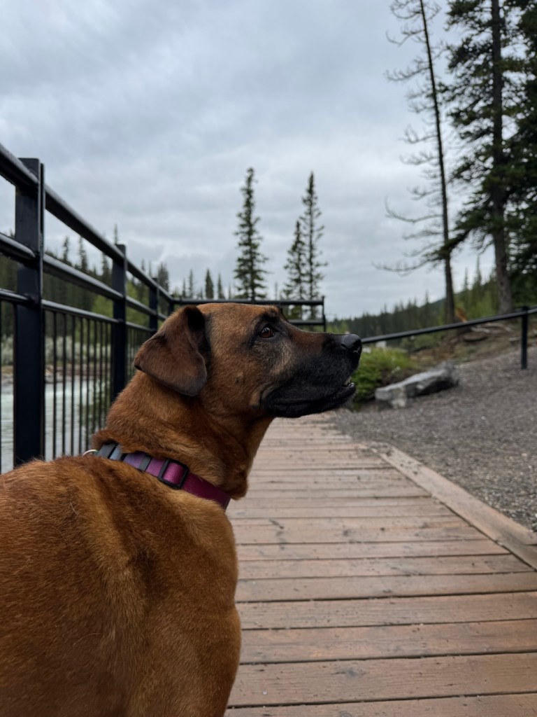 a brown mix-breed dog looks up to her family at the side of a waterfall that she was too scared to view from below