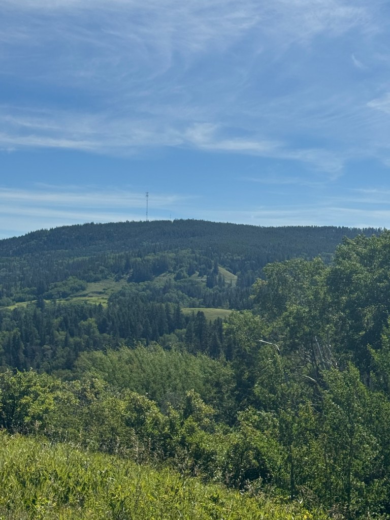 various green trees peak around eachother with a tall hill of pines in the background