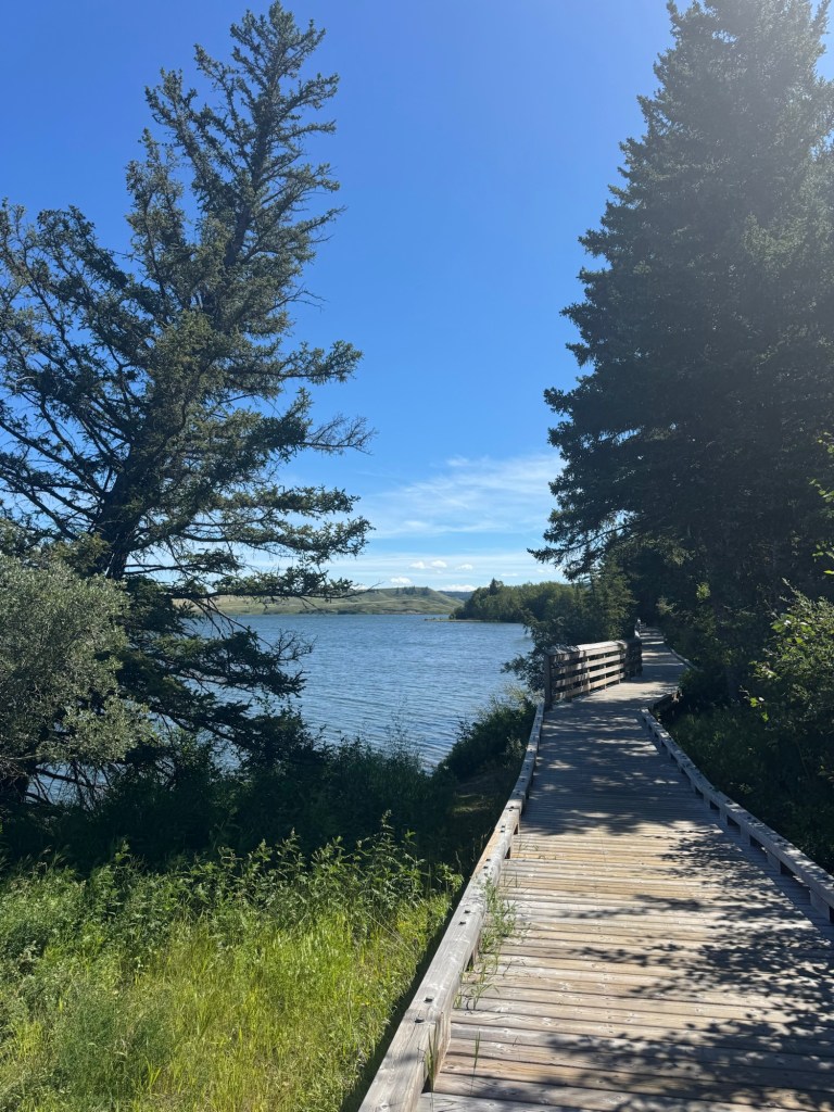 the boardwalk - views of the lake, pine trees, and long grasses in Elkwater Alberta